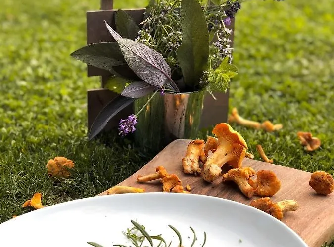 Brunarica Macesen Smogavc Zreče